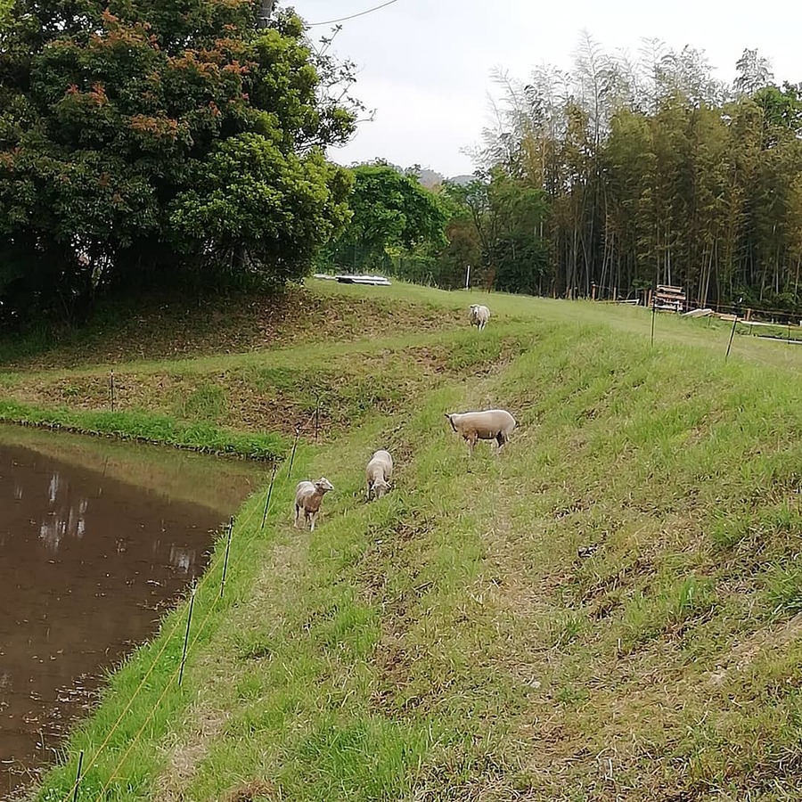 笠木さんが飼育している羊